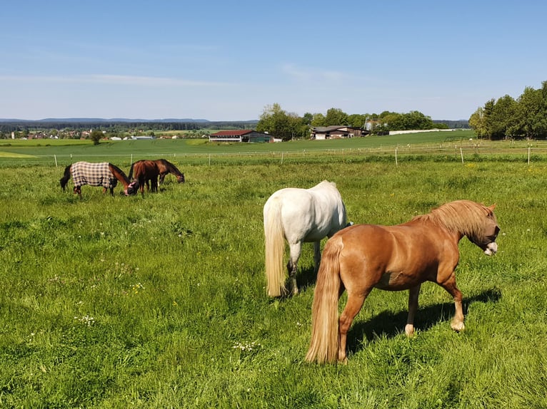 Haflinger / Avelignese Mix Castrone 9 Anni 145 cm Falbo in Königsfeld im Schwarzwald