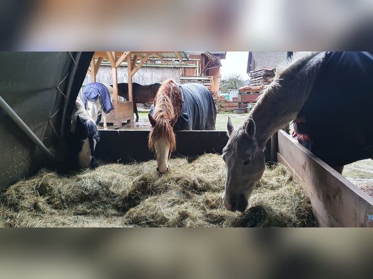 Haflinger / Avelignese Mix Castrone 9 Anni 145 cm Falbo in Königsfeld im Schwarzwald