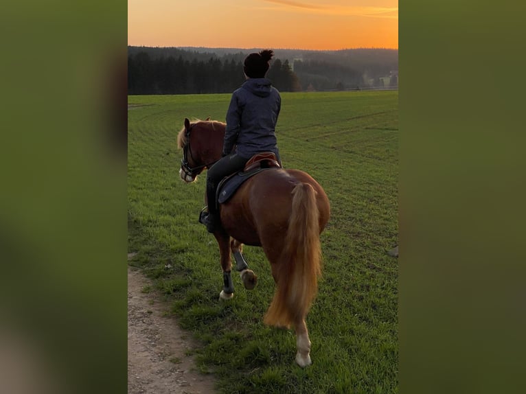 Haflinger / Avelignese Mix Castrone 9 Anni 145 cm Falbo in Königsfeld im Schwarzwald