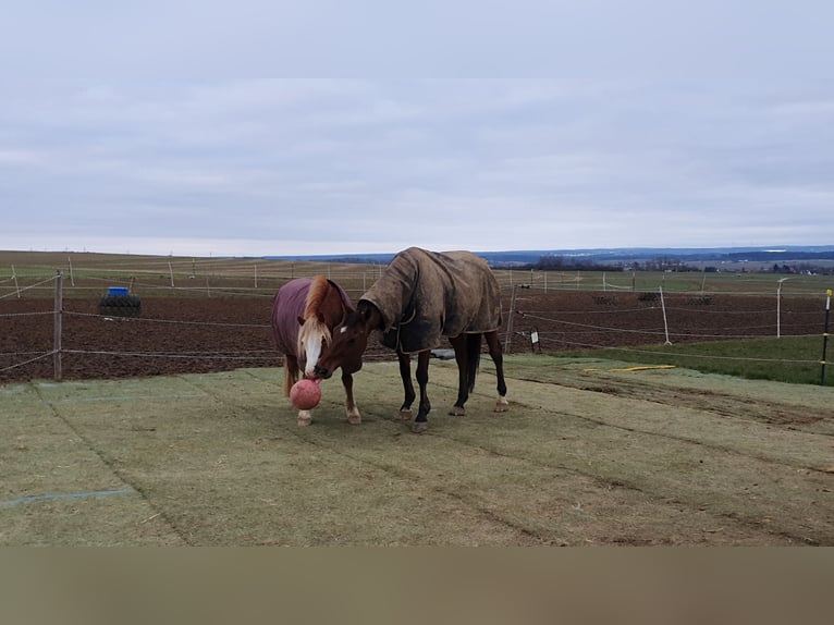 Haflinger / Avelignese Mix Castrone 9 Anni 145 cm Falbo in Königsfeld im Schwarzwald