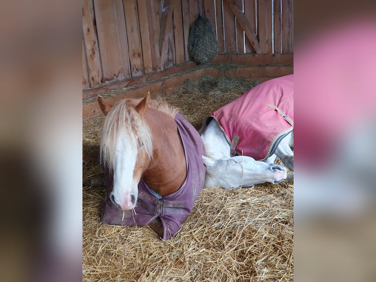 Haflinger / Avelignese Mix Castrone 9 Anni 145 cm Falbo in Königsfeld im Schwarzwald