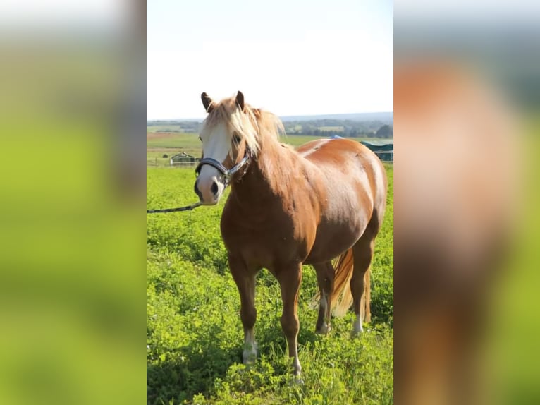 Haflinger / Avelignese Mix Castrone 9 Anni 145 cm Falbo in Königsfeld im Schwarzwald