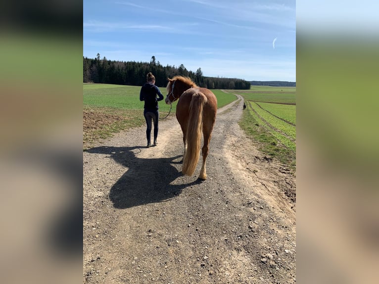 Haflinger / Avelignese Mix Castrone 9 Anni 145 cm Falbo in Königsfeld im Schwarzwald