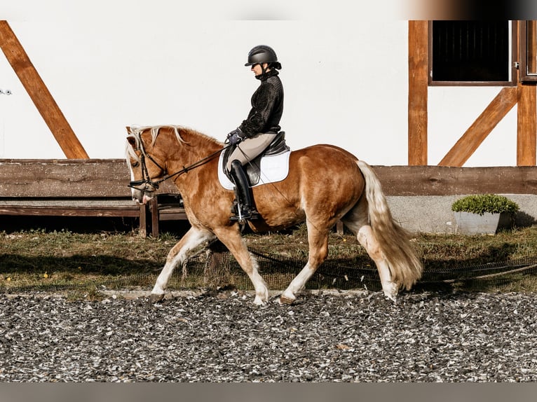 Haflinger / Avelignese Mix Castrone 9 Anni 145 cm Sauro in Coch