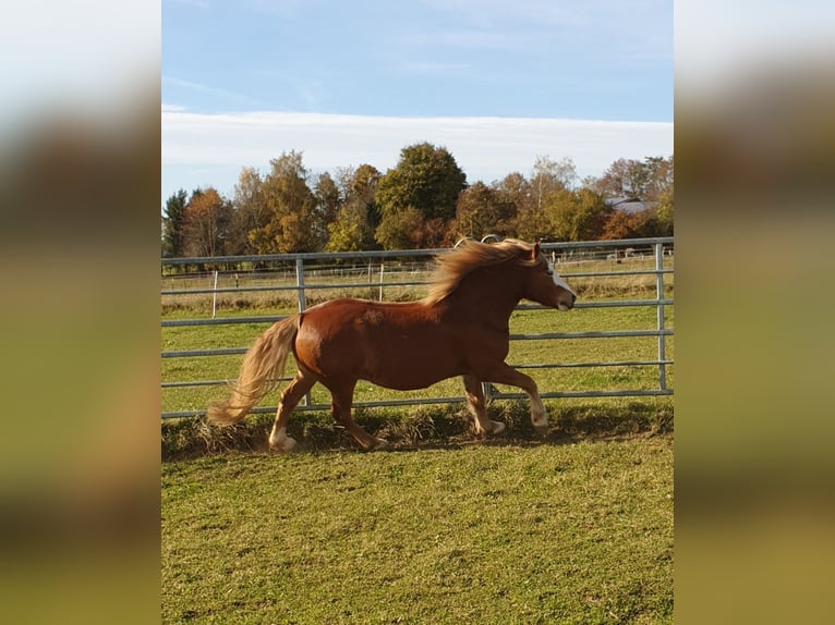 Haflinger / Avelignese Mix Castrone 9 Anni 146 cm Falbo in Königsfeld im Schwarzwald