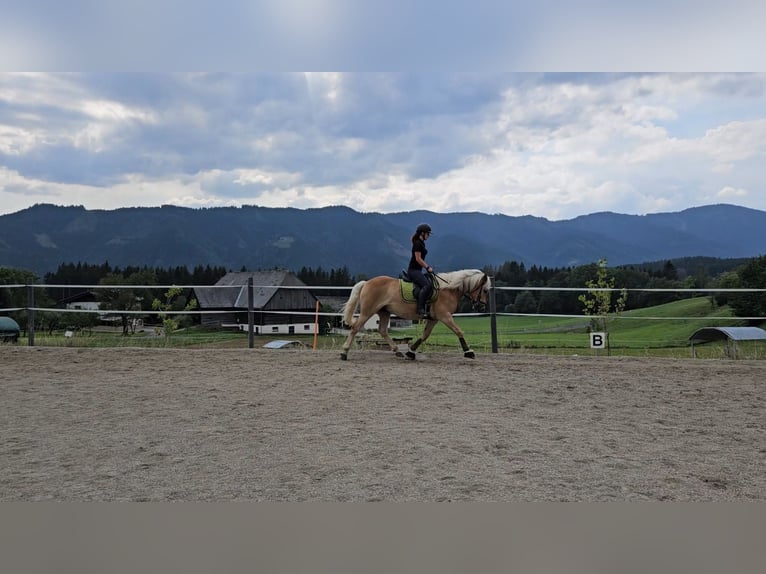 Haflinger / Avelignese Castrone 9 Anni 147 cm in Feistritzgraben