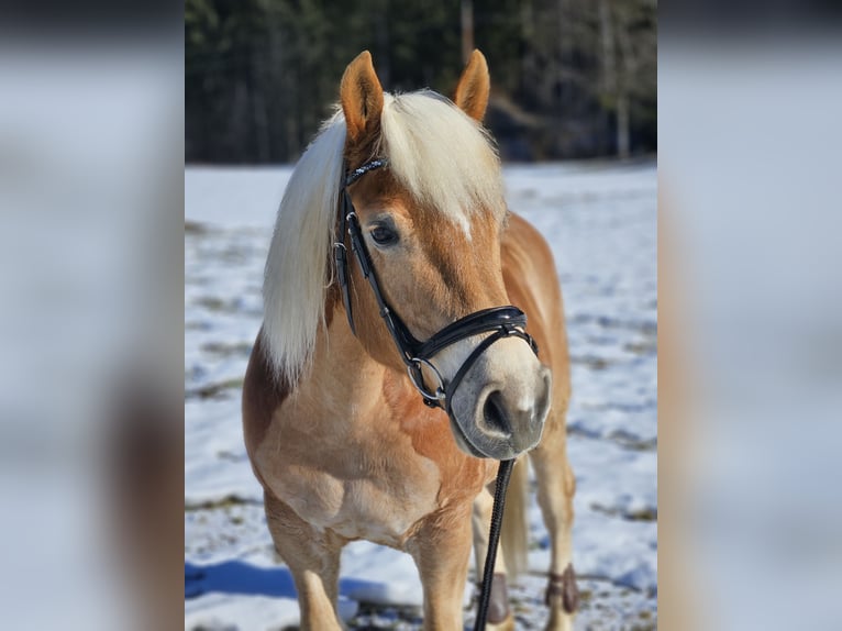 Haflinger / Avelignese Castrone 9 Anni 147 cm in Feistritzgraben