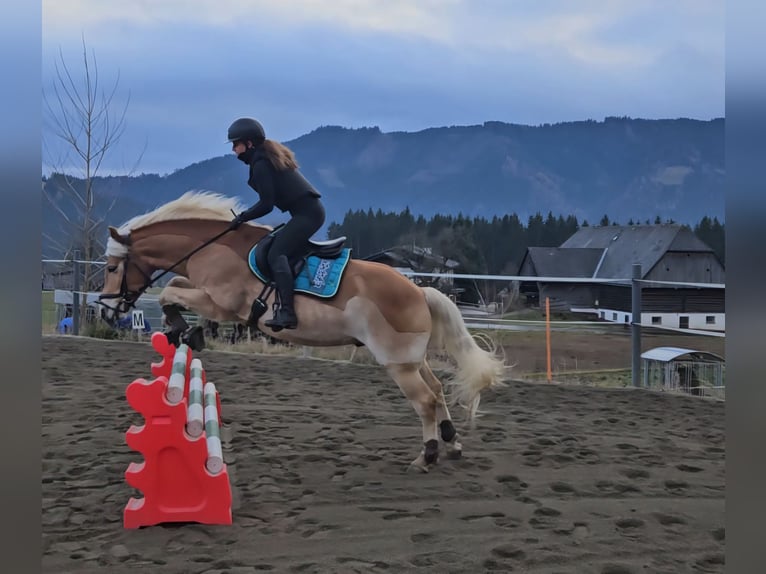 Haflinger / Avelignese Castrone 9 Anni 147 cm in Feistritzgraben