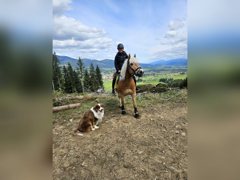 Haflinger / Avelignese Castrone 9 Anni 147 cm in Feistritzgraben