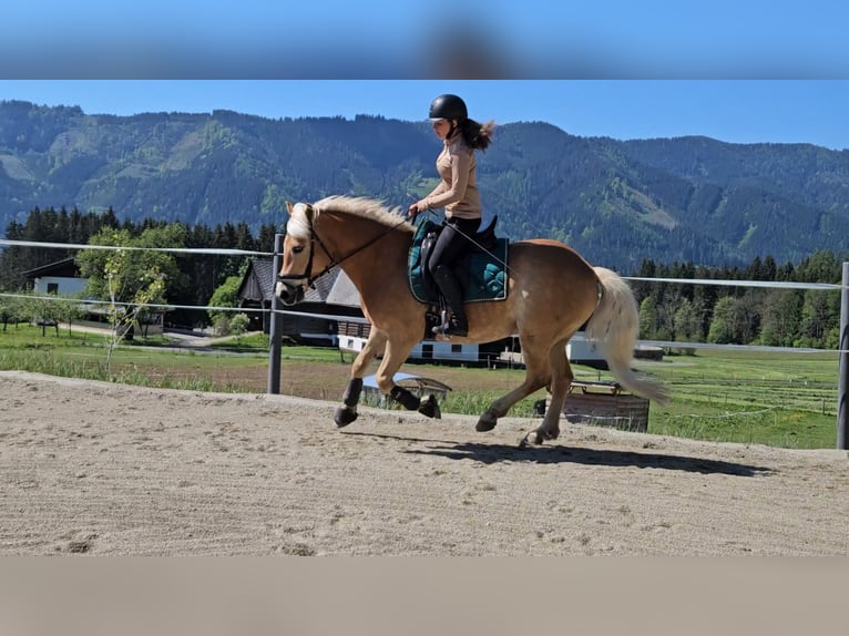 Haflinger / Avelignese Castrone 9 Anni 147 cm in Feistritzgraben