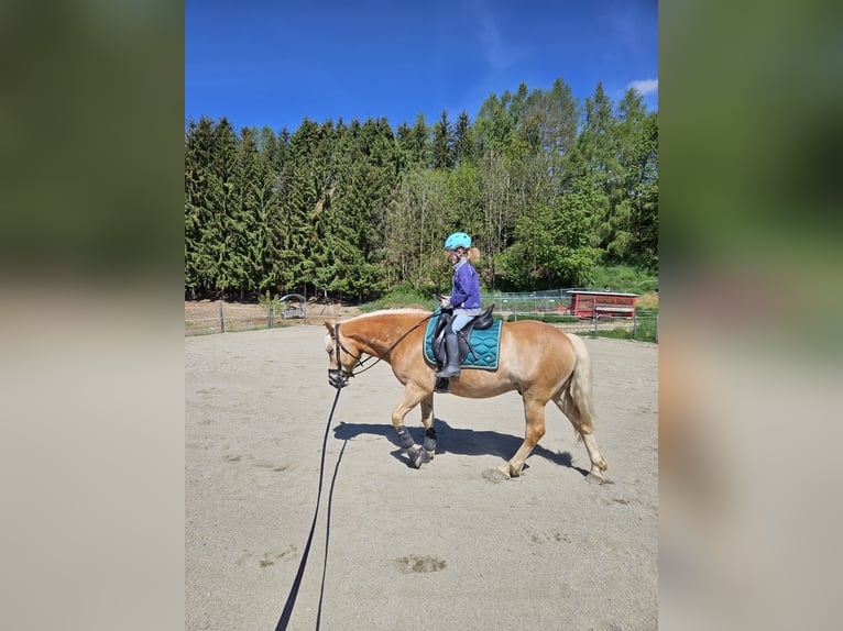 Haflinger / Avelignese Castrone 9 Anni 147 cm in Feistritzgraben