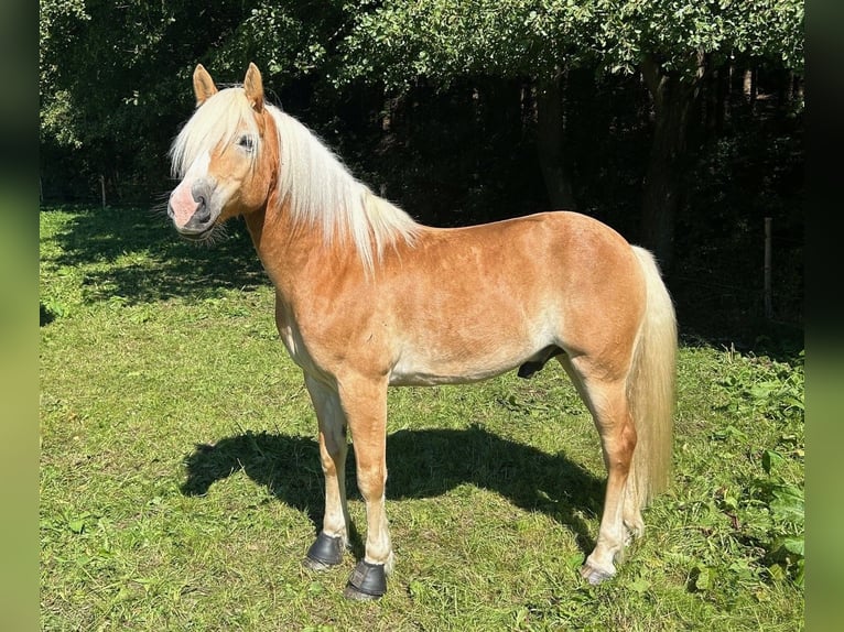 Haflinger / Avelignese Castrone 9 Anni 147 cm Sauro in Thalheim / Erzgebirge