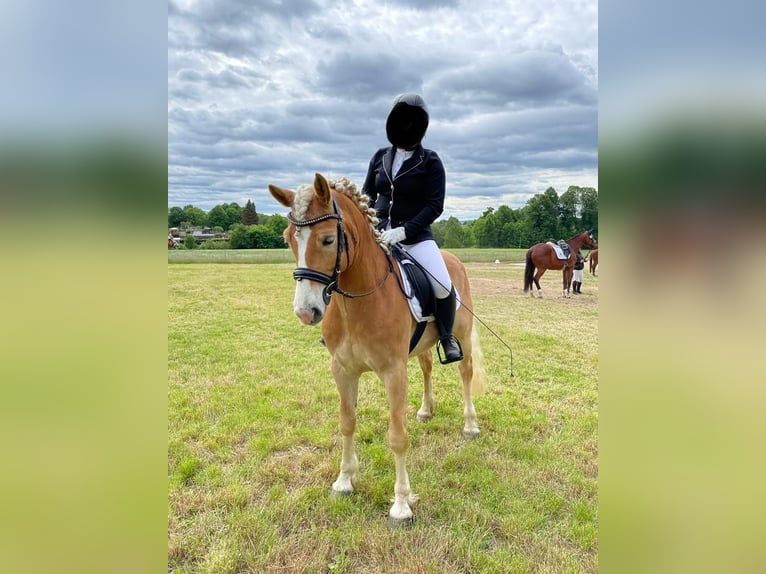 Haflinger / Avelignese Castrone 9 Anni 147 cm Sauro in Thalheim / Erzgebirge