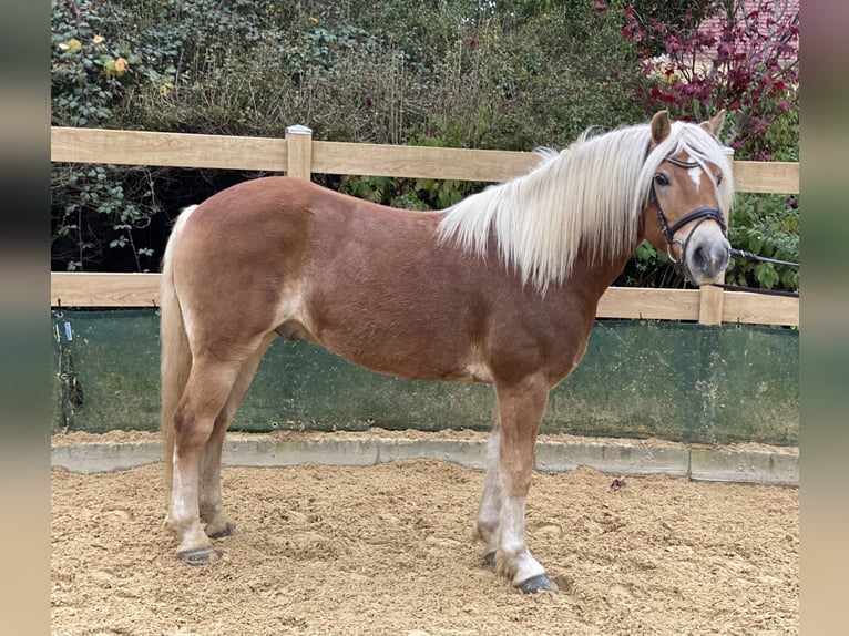 Haflinger / Avelignese Castrone 9 Anni 148 cm Sauro in Iggingen