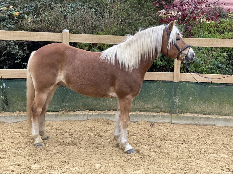 Haflinger / Avelignese Castrone 9 Anni 148 cm Sauro in Iggingen