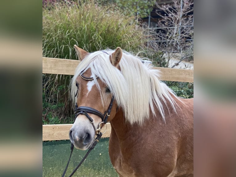 Haflinger / Avelignese Castrone 9 Anni 148 cm Sauro in Iggingen