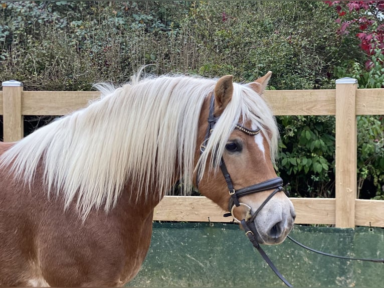 Haflinger / Avelignese Castrone 9 Anni 148 cm Sauro in Iggingen