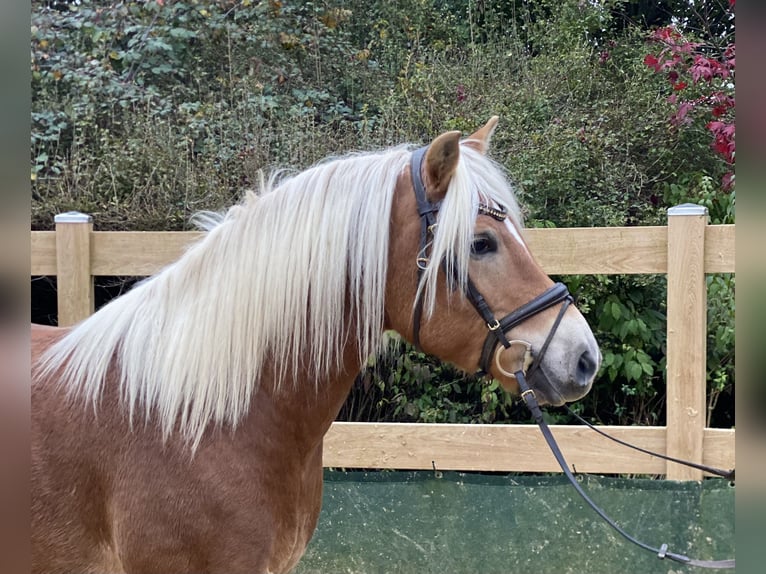 Haflinger / Avelignese Castrone 9 Anni 148 cm Sauro in Iggingen