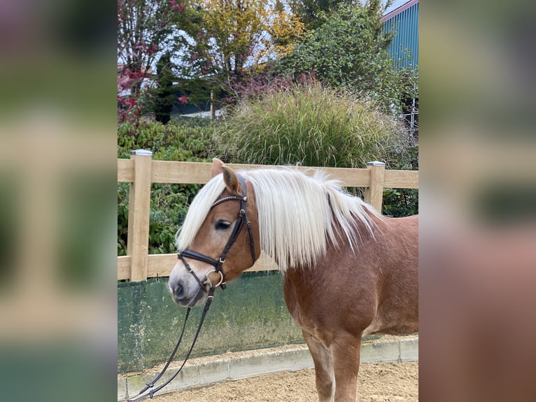 Haflinger / Avelignese Castrone 9 Anni 148 cm Sauro in Iggingen