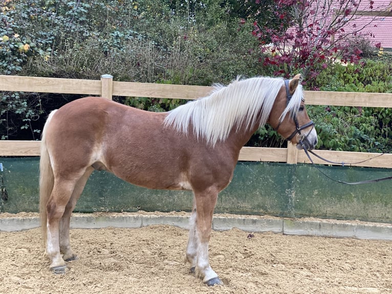 Haflinger / Avelignese Castrone 9 Anni 148 cm Sauro in Iggingen