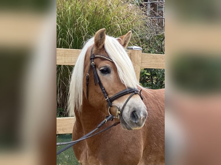 Haflinger / Avelignese Castrone 9 Anni 148 cm Sauro in Iggingen