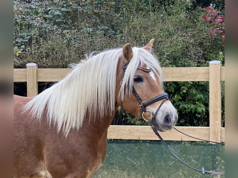 Haflinger / Avelignese Castrone 9 Anni 148 cm Sauro in Iggingen