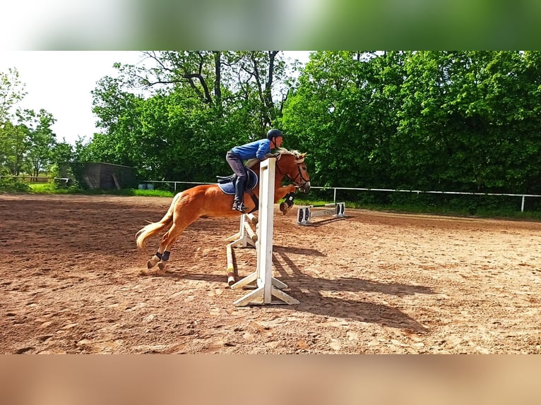 Haflinger / Avelignese Castrone 9 Anni 149 cm Sauro ciliegia in Fischamend