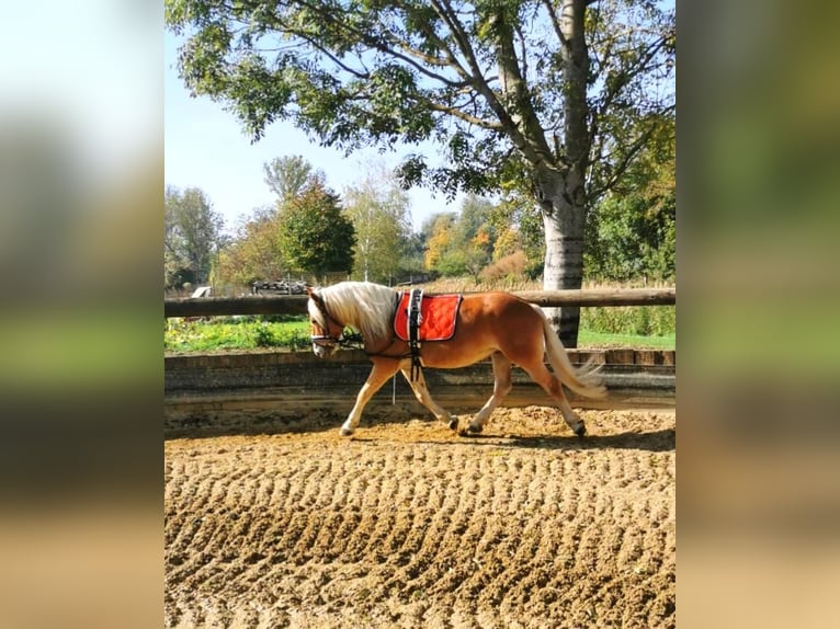 Haflinger / Avelignese Castrone 9 Anni 149 cm Sauro ciliegia in Fischamend