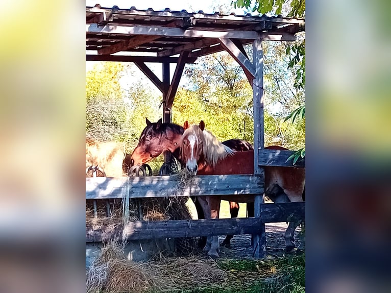 Haflinger / Avelignese Castrone 9 Anni 149 cm Sauro ciliegia in Fischamend