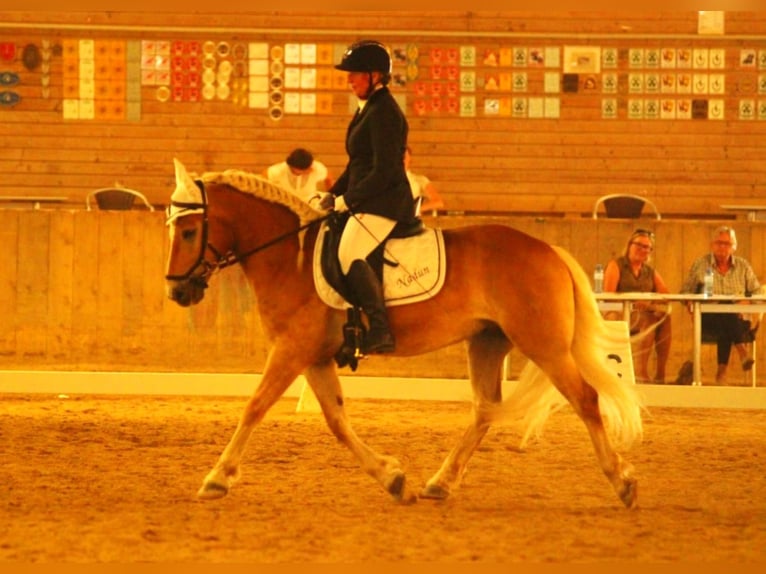 Haflinger / Avelignese Castrone 9 Anni 149 cm Sauro ciliegia in Fischamend