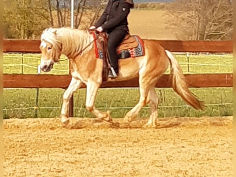 Haflinger / Avelignese Castrone 9 Anni 156 cm in Ottenhofen