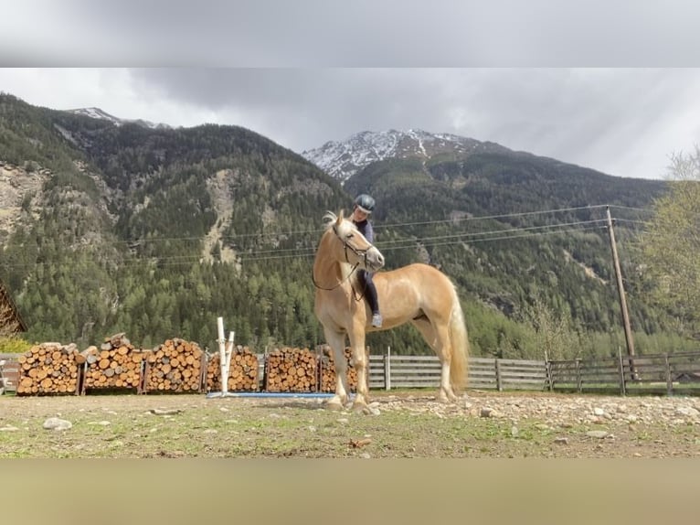 Haflinger / Avelignese Castrone 9 Anni 156 cm Sauro in Längenfeld