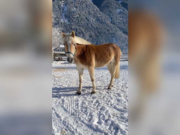 Haflinger / Avelignese Castrone 9 Anni 156 cm Sauro in Längenfeld