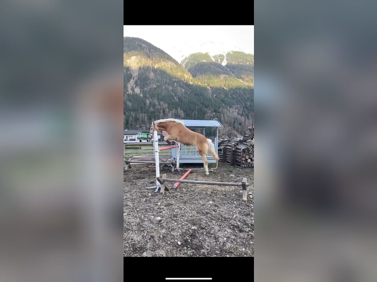 Haflinger / Avelignese Castrone 9 Anni 156 cm Sauro in Längenfeld