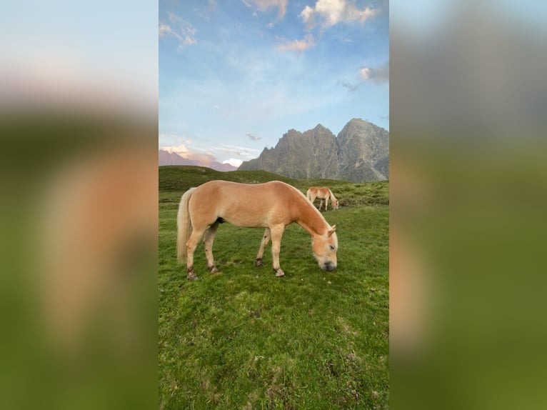 Haflinger / Avelignese Castrone 9 Anni 156 cm Sauro in Längenfeld