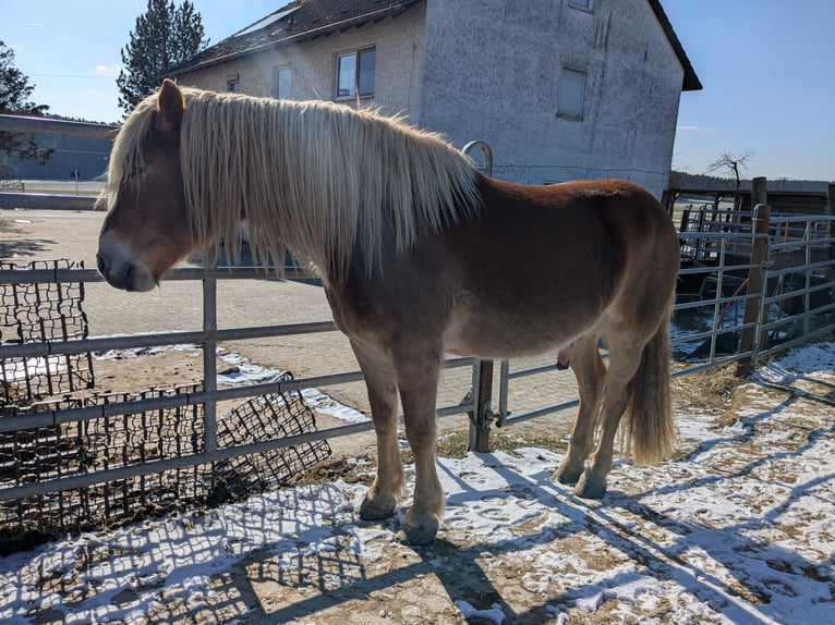 Haflinger / Avelignese Castrone 9 Anni 167 cm Baio chiaro in Rohr