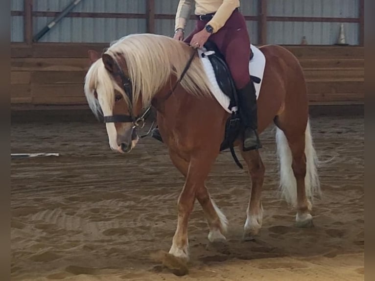 Haflinger / Avelignese Castrone 9 Anni Sauro scuro in Robards, KY