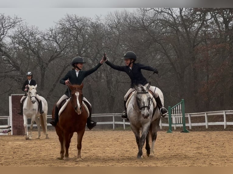 Haflinger / Avelignese Mix Giumenta 10 Anni 132 cm Sauro scuro in Cleburne, TX