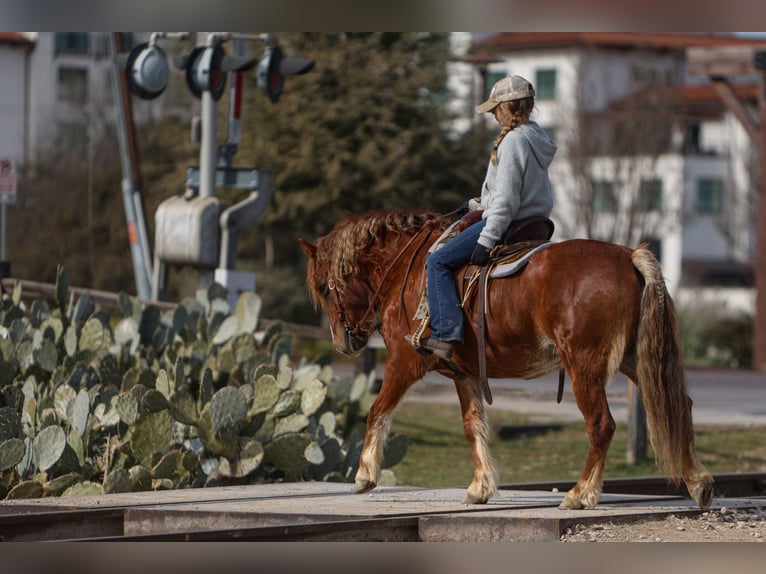 Haflinger / Avelignese Mix Giumenta 10 Anni 132 cm Sauro scuro in Cleburne, TX