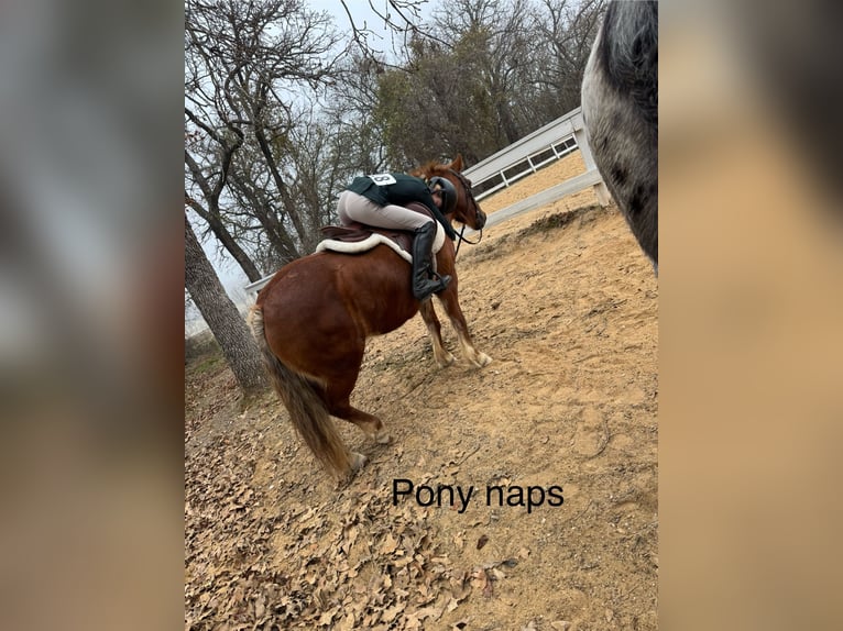 Haflinger / Avelignese Mix Giumenta 10 Anni 132 cm Sauro scuro in Cleburne, TX