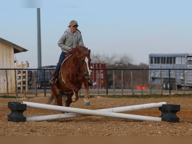 Haflinger / Avelignese Mix Giumenta 10 Anni 132 cm Sauro scuro in Cleburne, TX