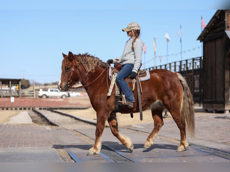 Haflinger / Avelignese Mix Giumenta 10 Anni 132 cm Sauro scuro in Cleburne, TX