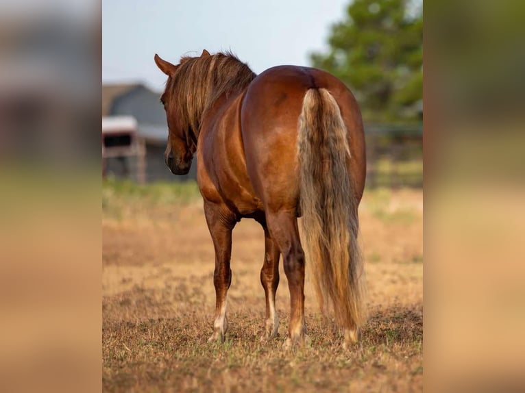 Haflinger / Avelignese Mix Giumenta 10 Anni 132 cm Sauro scuro in Cleburne, TX