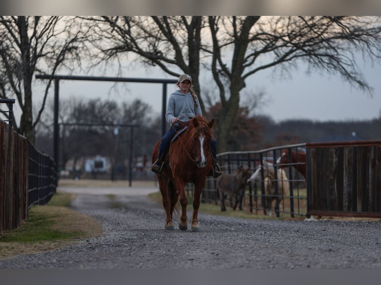 Haflinger / Avelignese Mix Giumenta 10 Anni 132 cm Sauro scuro in Cleburne, TX