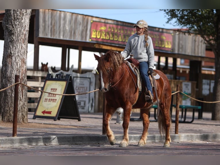 Haflinger / Avelignese Mix Giumenta 10 Anni 132 cm Sauro scuro in Cleburne, TX