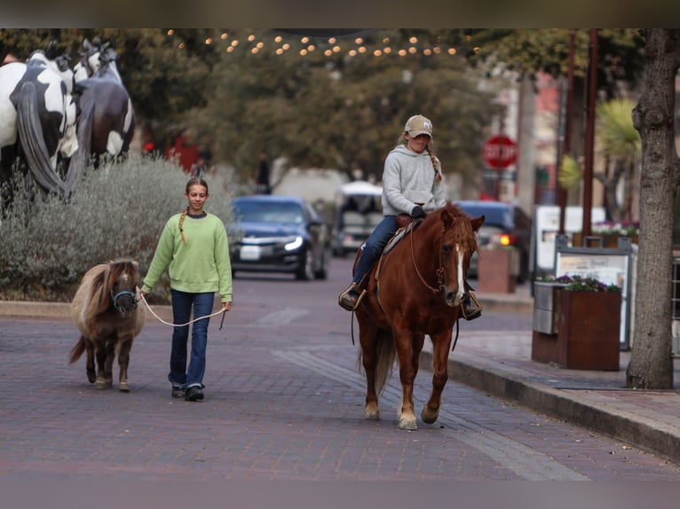 Haflinger / Avelignese Mix Giumenta 10 Anni 132 cm Sauro scuro in Cleburne, TX