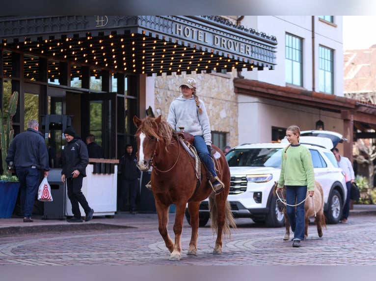 Haflinger / Avelignese Mix Giumenta 10 Anni 132 cm Sauro scuro in Cleburne, TX