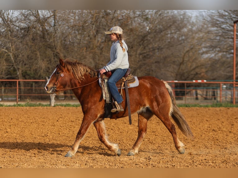 Haflinger / Avelignese Mix Giumenta 10 Anni 132 cm Sauro scuro in Cleburne, TX