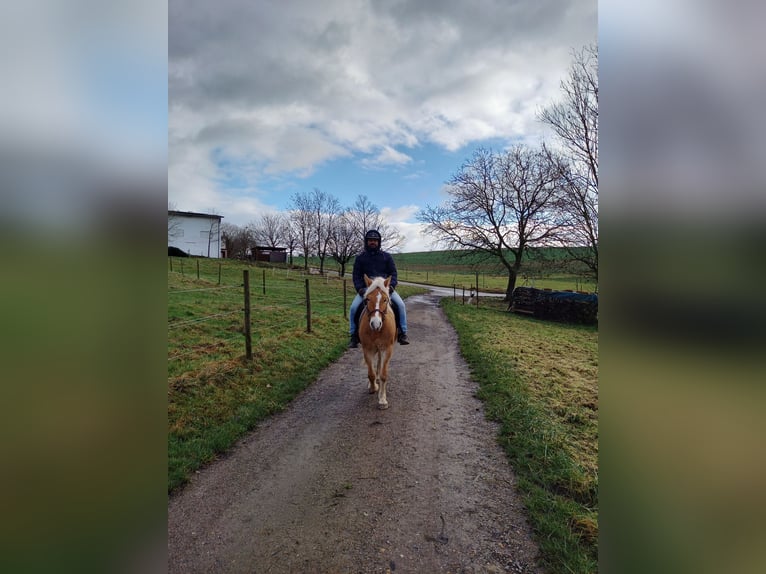 Haflinger / Avelignese Mix Giumenta 10 Anni 142 cm Palomino in Obrigheim