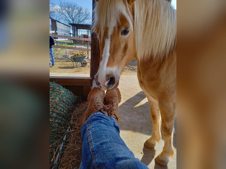 Haflinger / Avelignese Mix Giumenta 10 Anni 142 cm Palomino in Obrigheim